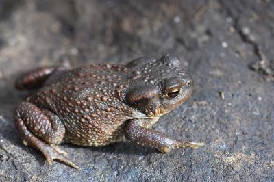 Bufo bufo