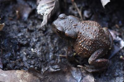 Crapaud commun 