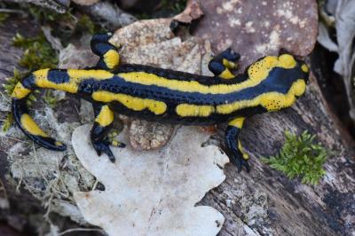 Salamandre tachetée 
