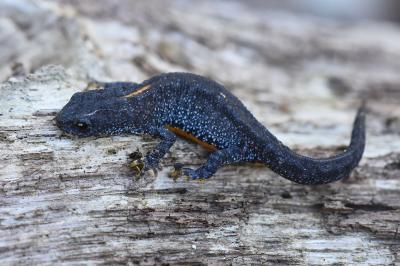 Triton alpestre 