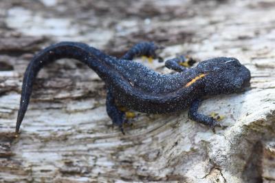 Triton alpestre 