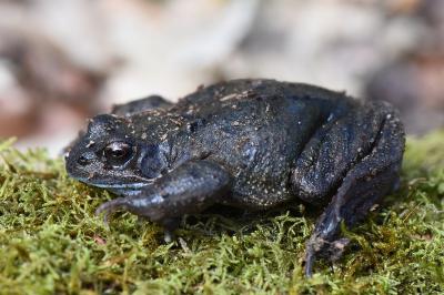 Grenouille rousse 