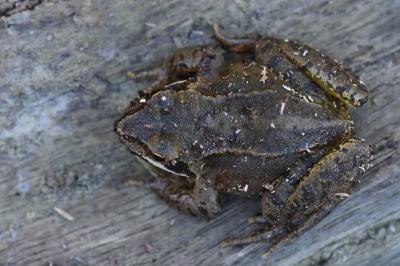 Grenouille rousse 