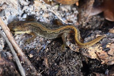 Lissotriton helveticus