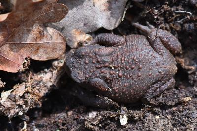 Crapaud