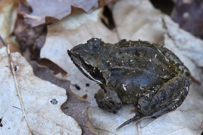Grenouille rousse 