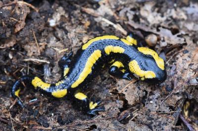 Salamandre tachetée 