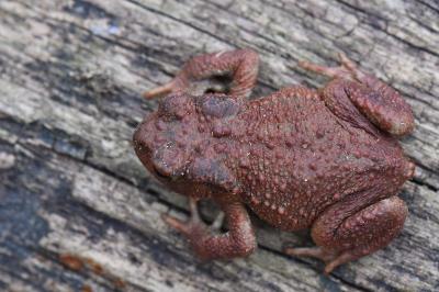 Crapaud