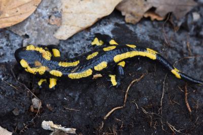Salamandre tachetée 