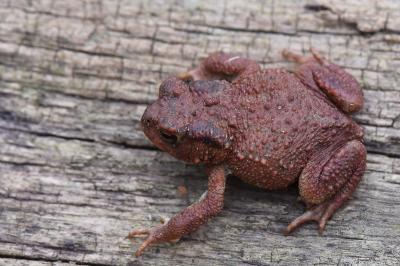 Crapaud