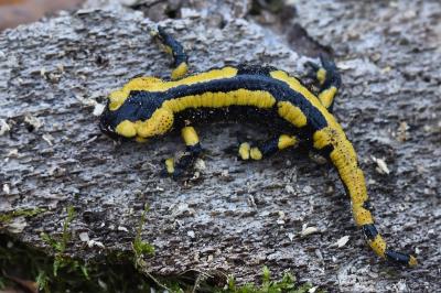 Salamandre tachetée 