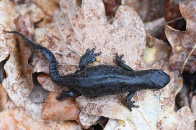 Triton alpestre 
