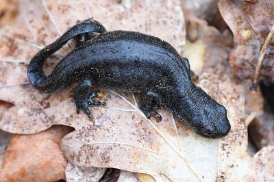 Triton alpestre 