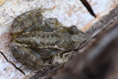 Grenouille rousse 