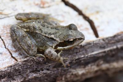 Grenouille rousse 