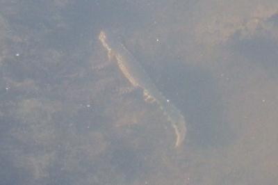 Triton alpestre 