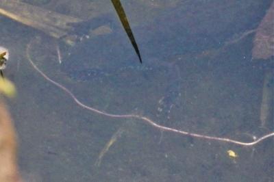 Triton alpestre 