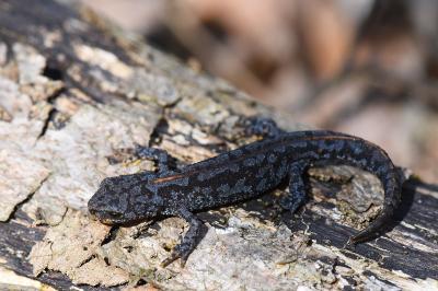 Ichthyosaura alpestris