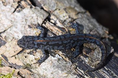 Triton alpestre 
