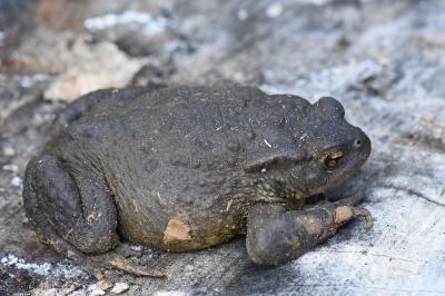 Crapaud commun 