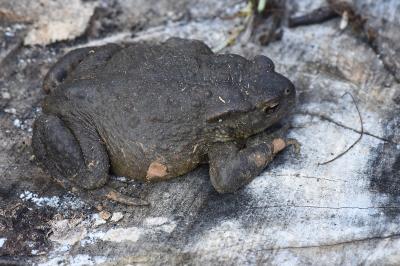 Crapaud commun 