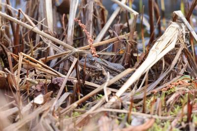 Grenouille verte 