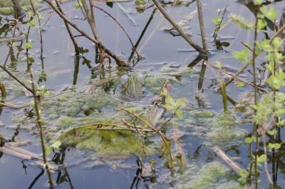 Grenouille verte 