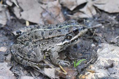 Pelophylax kl. esculentus