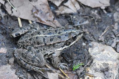 Grenouille verte 