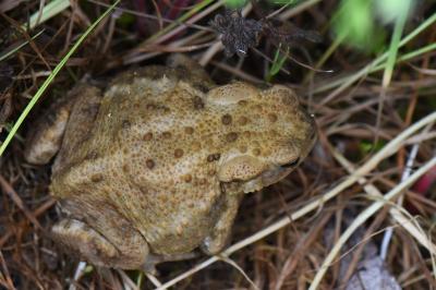 Bufo bufo
