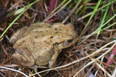Crapaud commun 