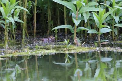 Grenouille verte 