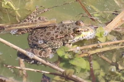 Grenouille verte 