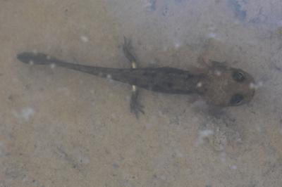 Salamandre tachetée 