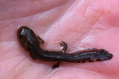 Salamandra salamandra