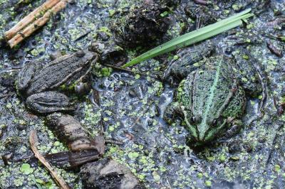 Pelophylax kl. esculentus