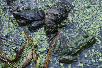 Pelophylax kl. esculentus