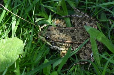 Grenouille verte 