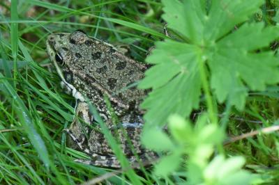 Grenouille verte 