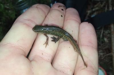Lissotriton helveticus