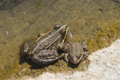 Grenouille verte 