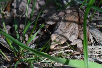 Grenouille agile 