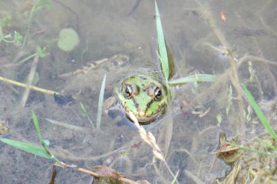 Grenouille verte 