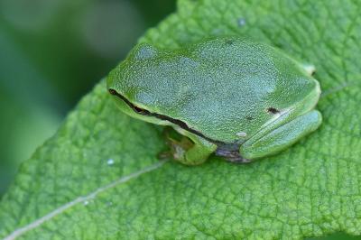 Hyla arborea