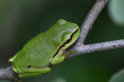Hyla arborea