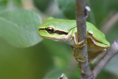 Hyla arborea