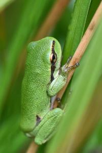 Hyla arborea