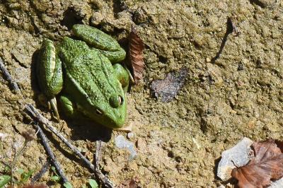 Grenouille verte 
