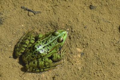 Grenouille verte 