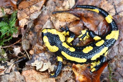 Salamandre tachetée 